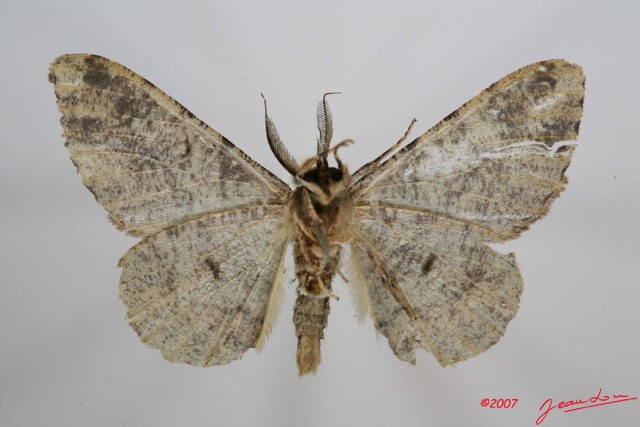 064 Heterocera (FV) Geometridae 7IMG_8565WTMK.jpg