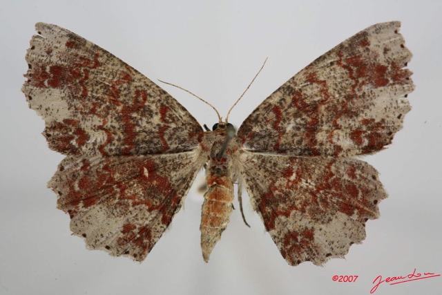 065 Heterocera (FD) Geometridae 7IMG_8572WTMK.jpg