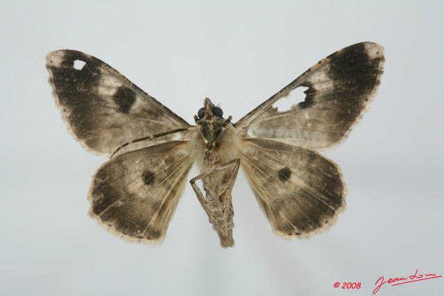 084 Heterocera (FV) Geometridae 8EIMG_15748WTMK.jpg