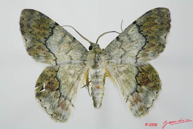 087 Heterocera (FD) Geometridae 8EIMG_17513WTMK.jpg