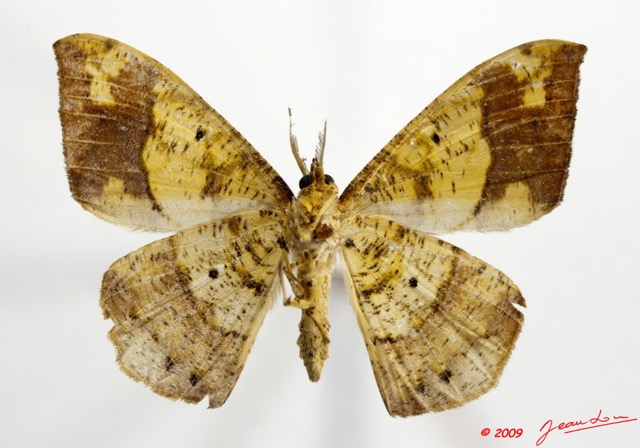 098 Heterocera 168b (FV) Geometridae 9E5K2IMG_54371wtmk.jpg