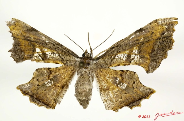 027 Heterocera 197d (FD) Geometridae Ennominae 11E5K2IMG_68693wtmk.jpg