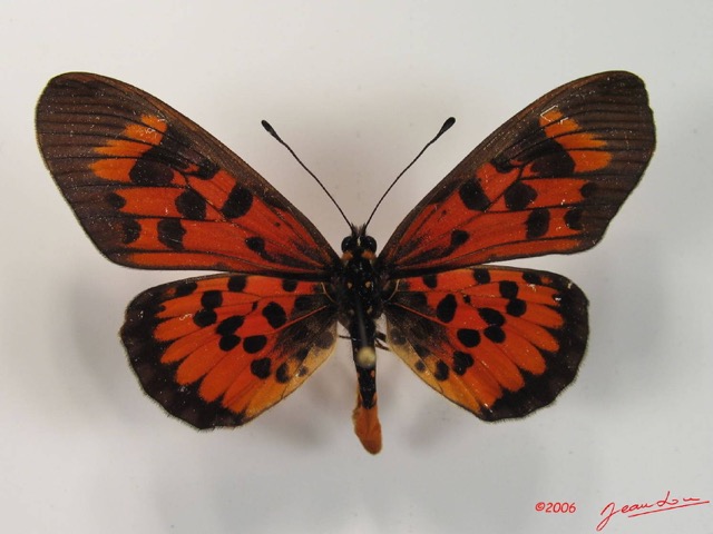 009 Lepidoptera (FD) Nymphalidae Heliconiinae IMG_2070WTMK.JPG