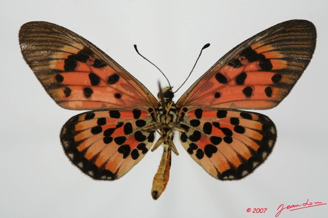 078 Lepidoptera (FV) Nymphalidae Heliconiinae Acraea cepheus m 7EIMG_2015WTMK.JPG