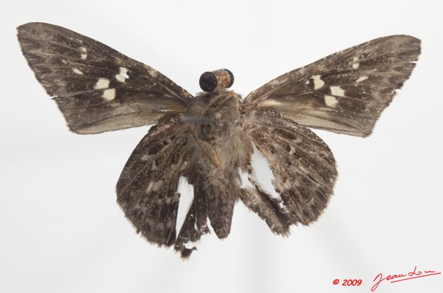 020 Lepidoptera 97c (FV) Hesperiidae Gretna waga m 9E5K2IMG_54443wtmk.jpg