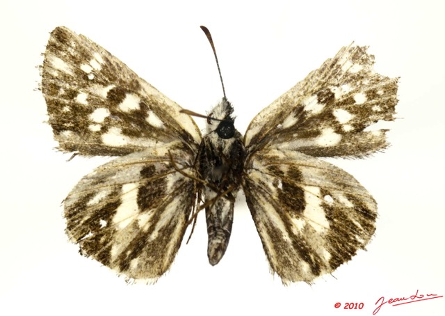 030 Lepidoptera 103c (FV) Hesperiidae Spiazia ploetzi m 10E5K2IMG_61494wtmk.jpg