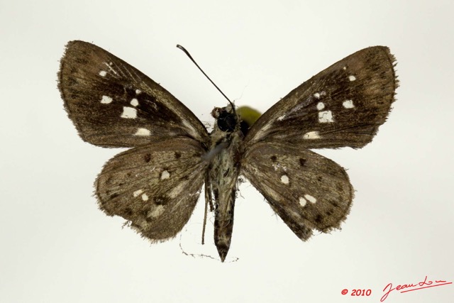 032 Lepidoptera 106b (FV) Hesperiidae Gorgyra sp 10E5K2IMG_64239wtmk.jpg