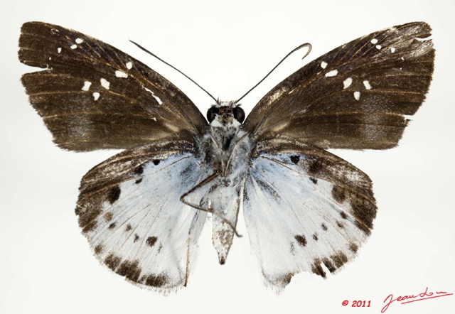 040 Lepidoptera 112b (FV) Hesperiidae Tagiades flesus m 11E5K2IMG_68686wtmk.jpg