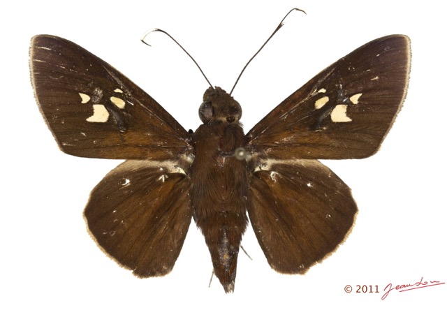 043 Lepidoptera 115d (FD) Hesperiidae Zophopetes cerymica m 11E5K2IMG_72827wtmk.jpg