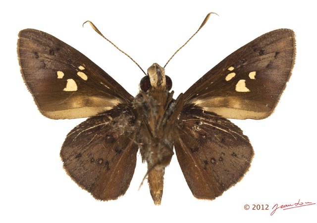 050 Lepidoptera 118a (FV) Hesperiidae Zophopetes cerymica 12E5K2IMG_73859wtmk.jpg