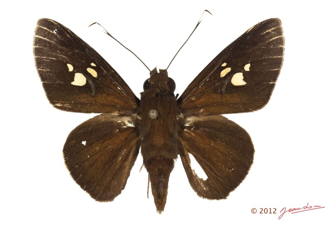 055 Lepidoptera 119b (FD) Hesperiidae Zophopetes cerymica m 12E5K2IMG_73959wtmk.jpg