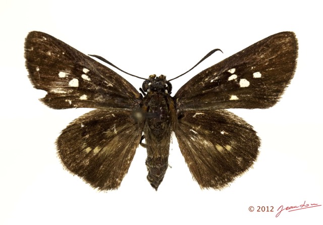 057 Lepidoptera 119d (FD) Hesperiidae Fresna nyassae f 12E5K2IMG_76691wtmk.jpg