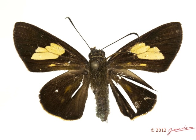 059 Lepidoptera 120a (FD) Hesperiidae Caenides benga f 12E5K2IMG_76699wtmk.jpg