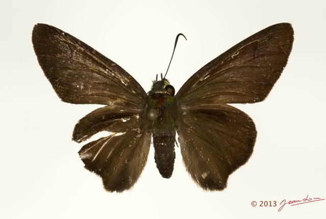 061 Lepidoptera 121c (FD) Hesperiidae Coeliades libeon m 13E5K3IMG_90836wtmk.jpg