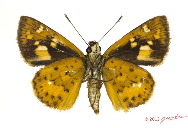 068 Lepidoptera 123a (FV) Hesperiidae Pardaleodes edipus f 13E5K3IMG_93183wtmk.jpg