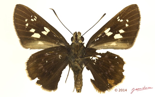 072 Lepidoptera 126a (FV) Hesperiidae Borbo fanta f 14E5K3IMG_97283wtmk.jpg