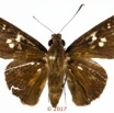 077 Lepidoptera 139b (FD) Hesperiidae Hesperiinae Gretna bugoma M 17E5K3IMG_171202126050_DxOwtmk.jpg