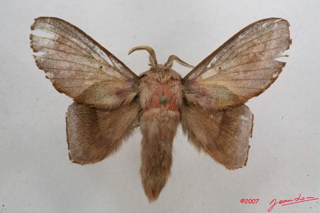 055 Heterocera (FD) Lasiocampidae Sonitha libera Aurivillius 1914 7IMG_5741WTMK.jpg