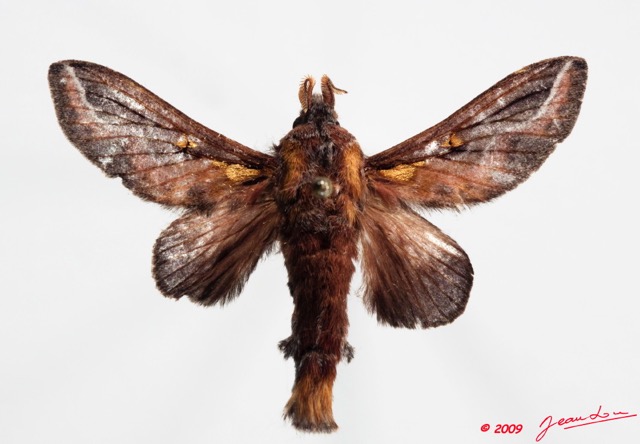 095 Heterocera (FD) Lasiocampidae Megasoma splendens Druce 1887 9E50IMG_31498wtmk.jpg