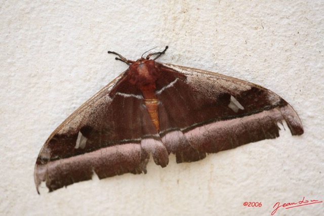 007 Lepidoptera Live Live Bunaea alcinoe IMG_1614WTMK.JPG