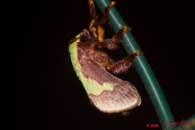 063 Lepidoptera Live Limantriidae 9E50IMG_30549wtmk.jpg