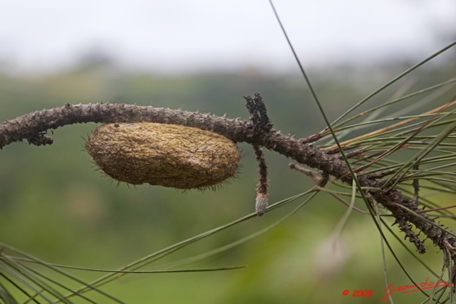 090 Lepidoptera Live Lasiocampidae Cocon 9E5K2IMG_55197wtmk.jpg
