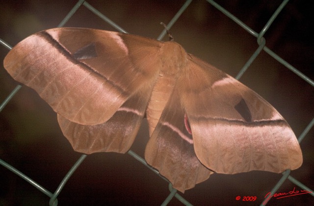 097 Lepidoptera Live Heterocera Saturnidae Pseudimbrasia deyrollii 9E50IMG_31832wtmk.jpg