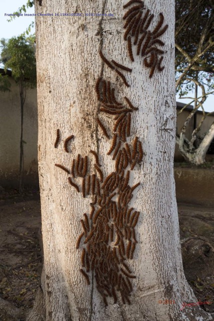 041 Franceville Insecte Chenilles 16 15RX103DSC_101013wtmk.jpg