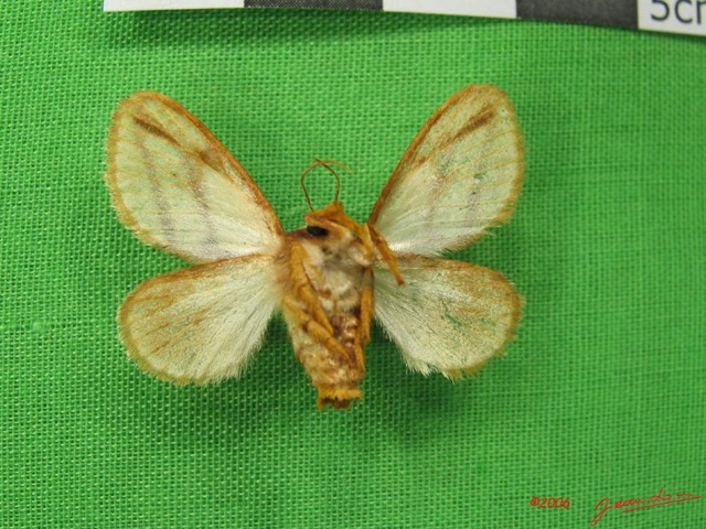 006 Heterocera (FV) Limacodidae Parapluda sp IMG_3886WTMK.jpg