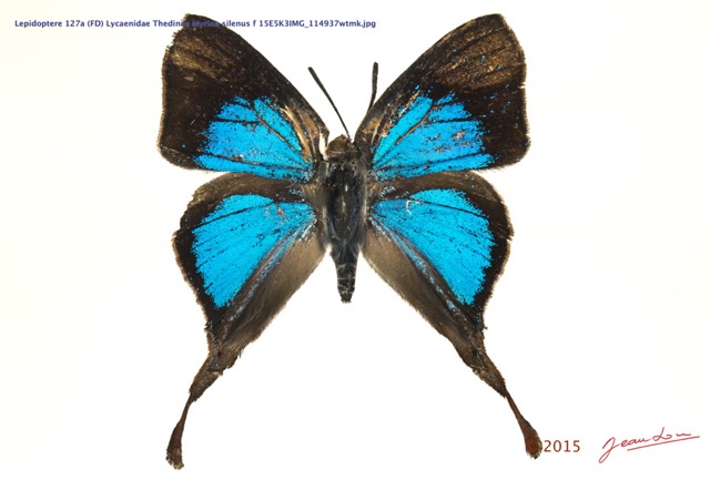 029 Lepidoptera 127a (FD) Lycaenidae Thedinae Myrina silenus f 15E5K3IMG_114937wtmk.jpg