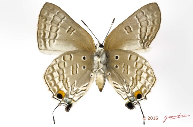 036 Lepidoptera 129b (FV) Lycaenidae Thedinae Deudorix antalus f Malformation 16E5K3IMG_119188wtmk.jpg