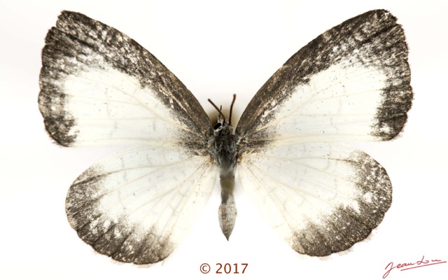 053 Lepidoptera 137a (FD) Lycaenidae Miletinae Spalgis lemolea F 17E5K3IMG_124915wtmk.jpg