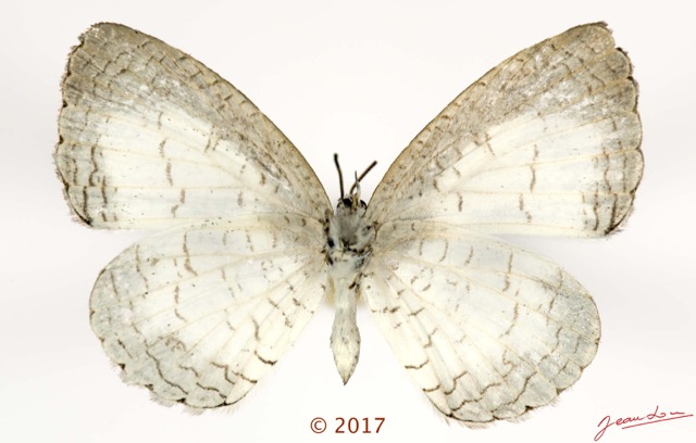 054 Lepidoptera 137a (FV) Lycaenidae Miletinae Spalgis lemolea F 17E5K3IMG_124916wtmk.jpg