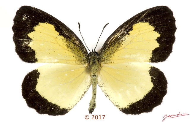 057 Lepidoptera 137c (FD) Lycaenidae Lipteninae Citrinophila erastus M 17E5K3IMG_124919wtmk.jpg