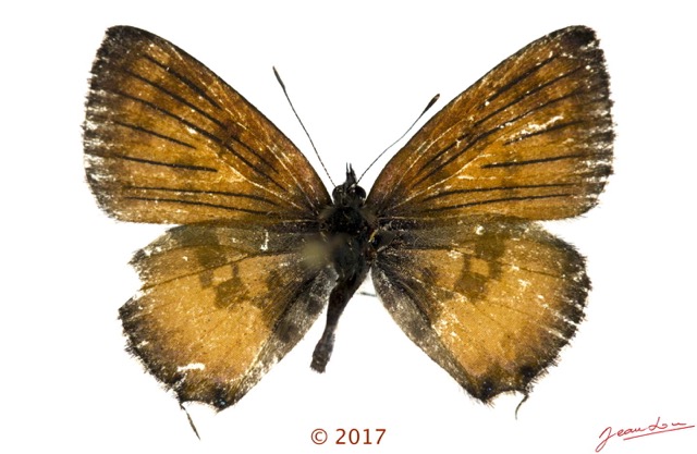 059 Lepidoptera 138d (FD) Lycaenidae Polyommatinae Uranothauma falkensteini M 17E5K3IMG_125924wtmk.jpg