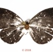 061 Lepidoptera 139c (FD) Lycaenidae Lipteninae Tetrarhanis sp 18E5K3IMG_180211126256_DxOwtmk.jpg
