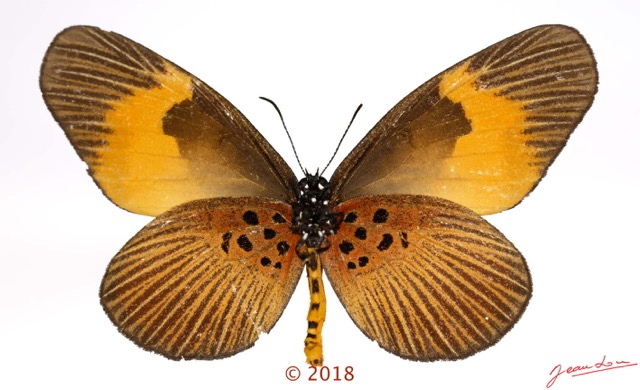 066 Lepidoptera 140a (FV) Lycaenidae Lipteninae Mimacraea fulvaria M 18E5K3IMG_180211126264_DxOawtmk.jpg
