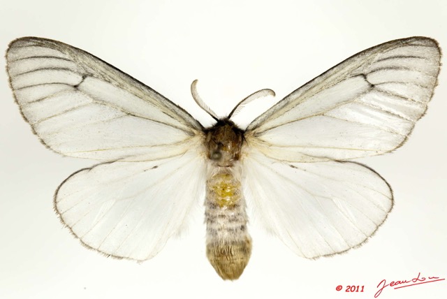 087 Heterocera 198b (FD) Lymantridae f 11E5K2IMG_68705wtmk.jpg