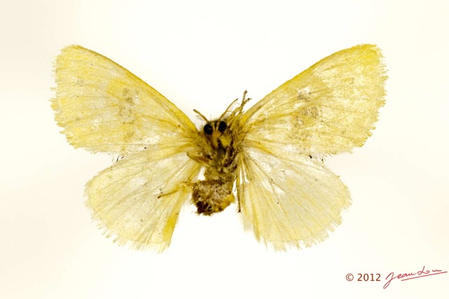 094 Heterocera 202b (FV) Lymantriidae Euproctis sp f 12E5K2IMG_76698wtmk.jpg