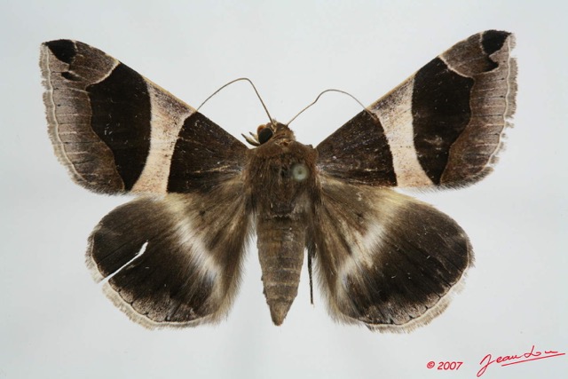 059 Heterocera (FD) Noctuidae Quadrifinae Dysgonia torrida f 7EIMG_0106WTMK.jpg