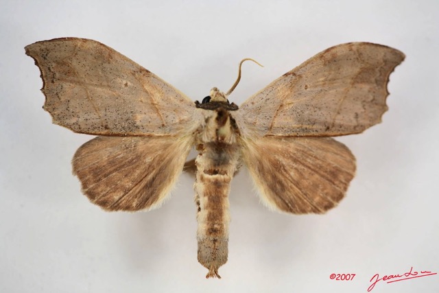 009 Heterocera (FD) Notodontidae m IMG_3971WTMK.JPG