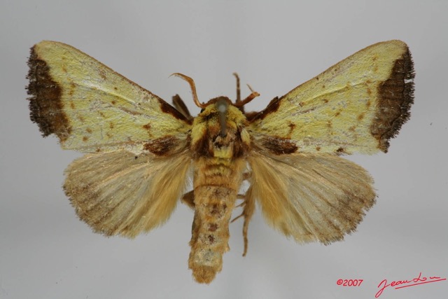 011 Heterocera (FD) Notodontidae Antheua sp m 7IMG_8548WTMK.JPG