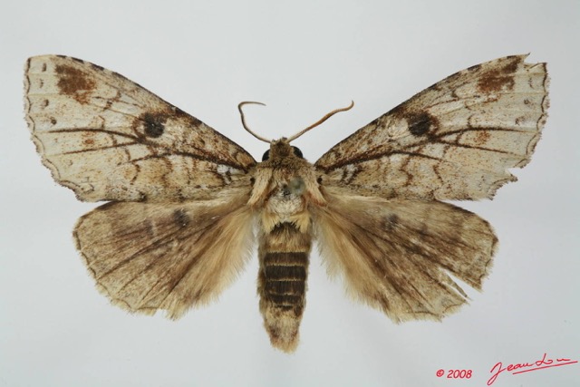 025 Heterocera (FD) Notodontidae 8EIMG_17577WTMK.JPG