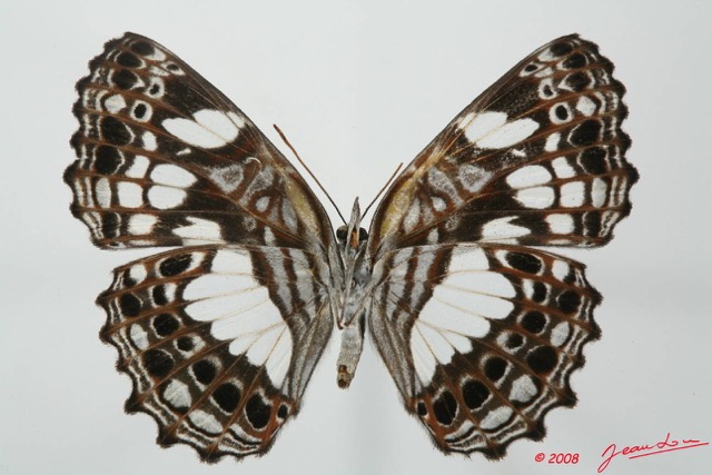 068 Lepidoptera (FV) Nymphalidae Biblidinae Neptidopsis ophione 8EIMG_18448WTMK.JPG