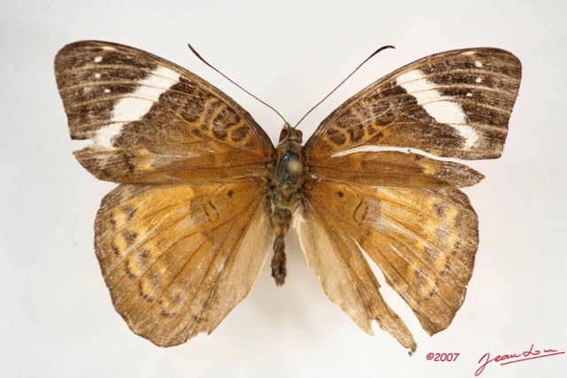 047 Lepidoptera (FD) Nymphalidae Limenitidinae Euriphene tadema f IMG_4018WTMK.JPG