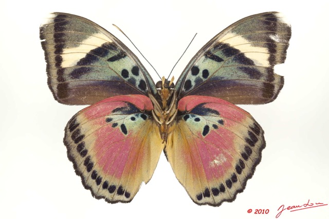 0008 Lepidoptera 105a (FV) Nymphalidae Limenitidinae Euphaedra hebes m 10E5K2IMG_61515wtmk.jpg