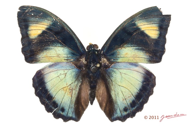 0025 Lepidoptera 116c (FD) Nymphalidae Limenitidinae Euphaedra demeter 11E5K2IMG_72840wtmk.jpg