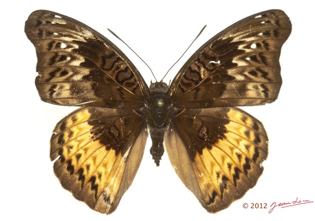 0029 Lepidoptera 121b (FD) Nymphalidae Limenitidinae Euryphura chalcis f 12E5K3IMG_90757wtmk.jpg