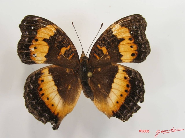 005 Lepidoptera (FD) Nymphalidae Nymphalinae Precis pelarga f IMG_2604WTMK.JPG