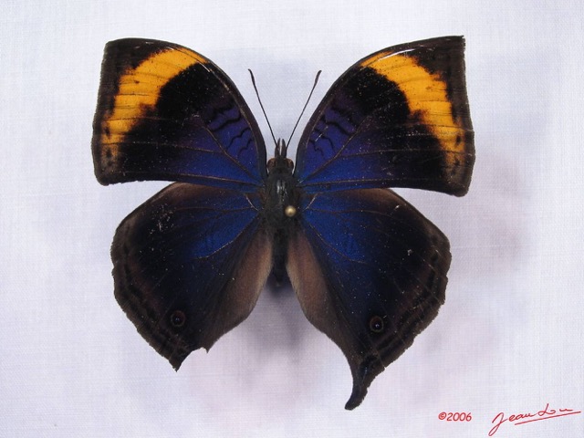 011 Lepidoptera (FD) Nymphalidae Nymphalinae Junonia cymodoce m IMG_3028WTMK.JPG